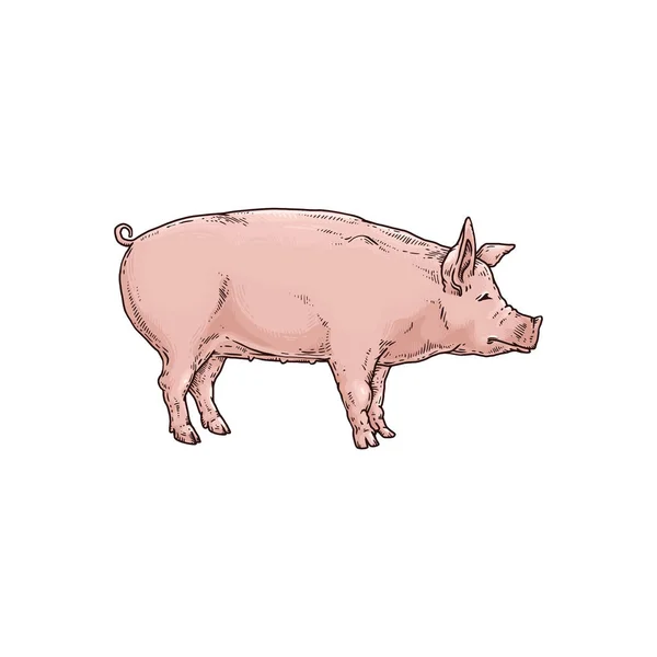 Cerdo o lechón un carácter animal de granja, ilustración de bosquejo vectorial aislado . — Vector de stock