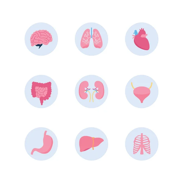 Set di icone per organo corpo umano isolato su sfondo bianco — Vettoriale Stock