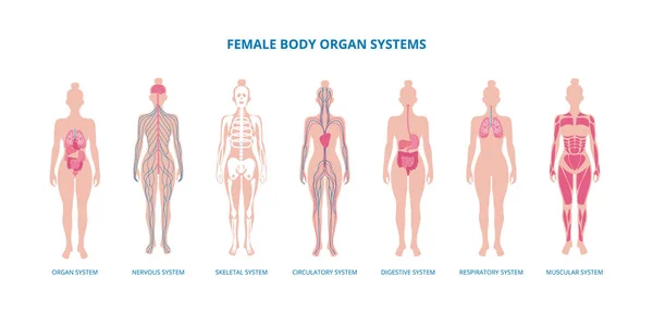 Female body biological infographic set flat vector illustration isolated. — Stock Vector