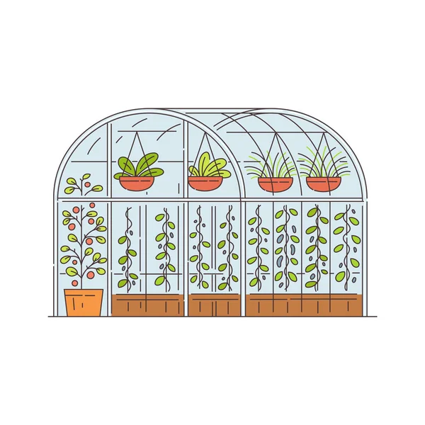 Estufa de vidro com plantas em crescimento em vasos, desenho animado ilustração vetorial isolado . —  Vetores de Stock