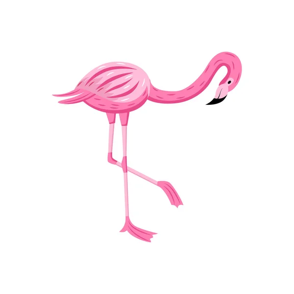 Flamenco rosa de pie sobre una pierna - colorido pájaro tropical — Vector de stock