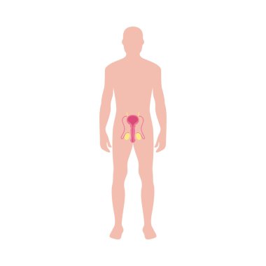 Male reproductive system diagram on human body silhouette clipart