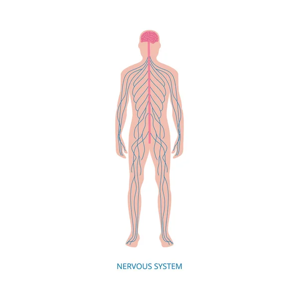 Nervous system - cartoon diagram of male human body with blue nerve lines — Stock Vector