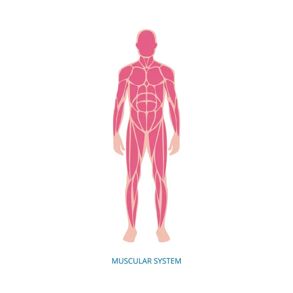 Human muscular system anatomy infographic element, vector illustration isolated. — Stock vektor