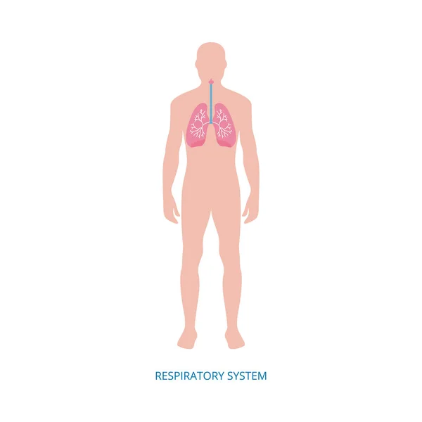 Respiratory system - human anatomy diagram of cartoon man with pink lungs — Stock Vector