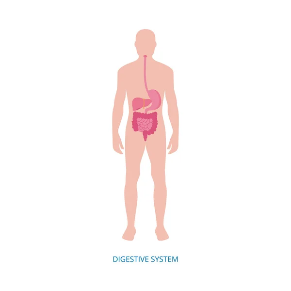 Human digestive system - medical diagram with internal organs — Stok Vektör