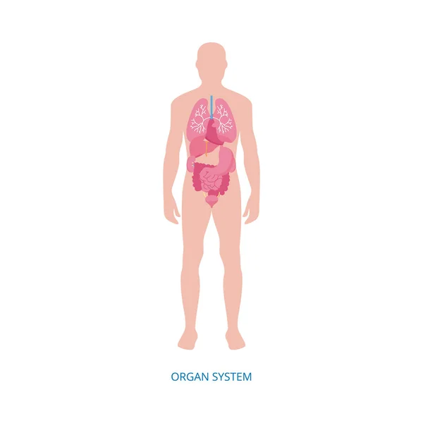 Emberi belső szervek rendszer anatómia infografika, vektor illusztráció izolált. — Stock Vector