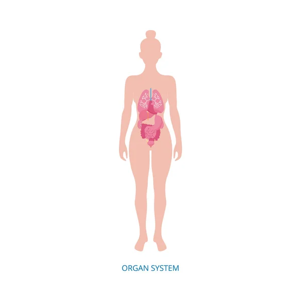 Female organ system infographic on woman body, vector illustration isolated. — 스톡 벡터