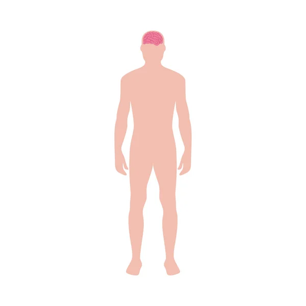 Brain of nervous system body infographic, flat vector illustration isolated. — Stok Vektör