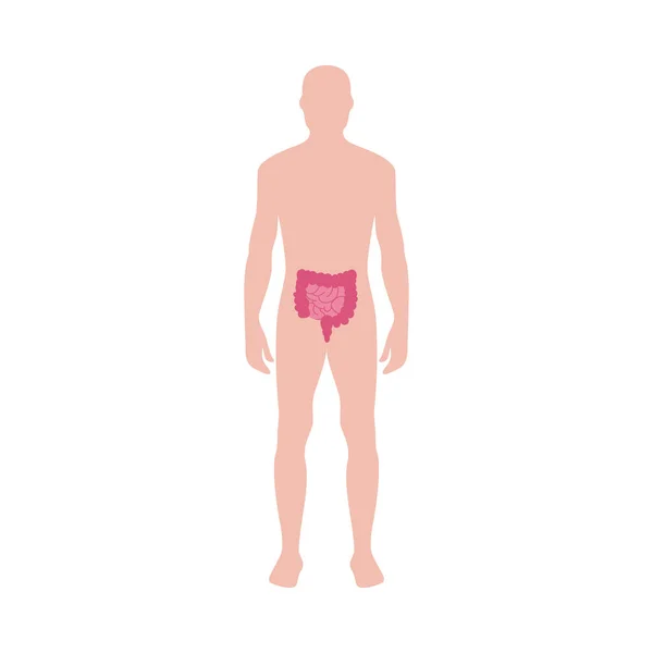 Cuerpo humano con el icono del intestino ilustración vectorial aislado sobre fondo blanco . — Vector de stock