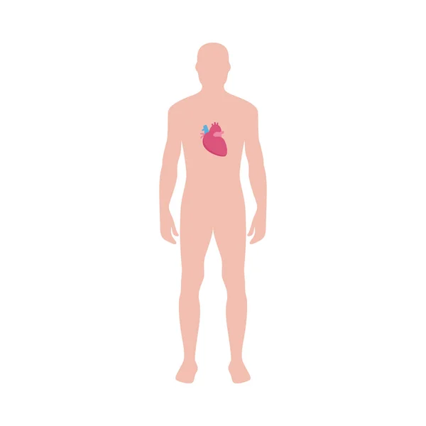 Cuerpo masculino con icono del corazón ilustración vectorial infografía aislada en blanco . — Vector de stock