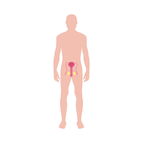 Diagramm des männlichen Fortpflanzungssystems auf der Silhouette des menschlichen Körpers — Stockvektor