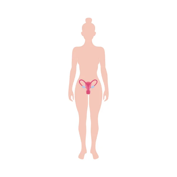 Изолированная инфографика женских репродуктивных органов, плоский вектор . — стоковый вектор