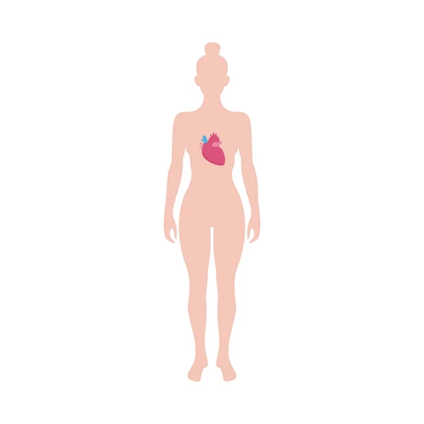 Corpo humano com coração no interior - diagrama de medicina da mulher em pé —  Vetores de Stock