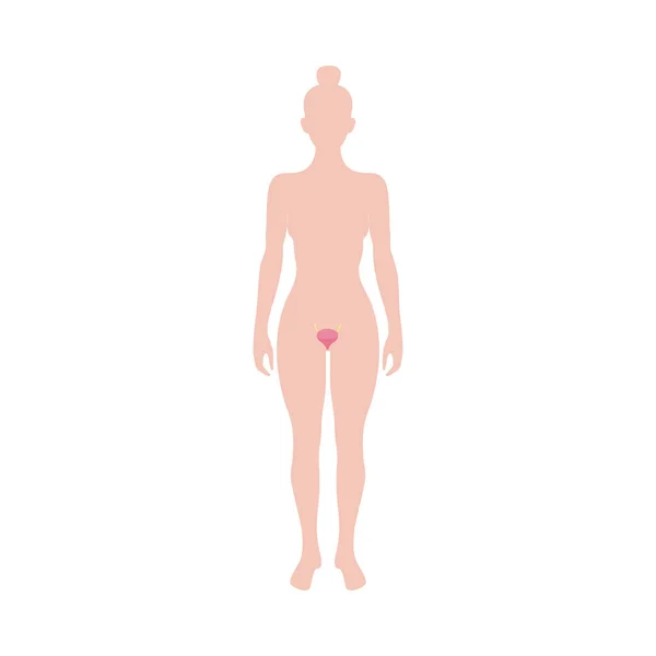 Female reproductive organ anatomy diagram - woman silhouette with uterus — 스톡 벡터