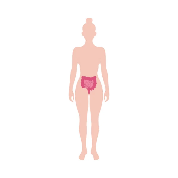 Cuerpo con intestino, colon e intestino delgado icono vector ilustración aislado . — Archivo Imágenes Vectoriales