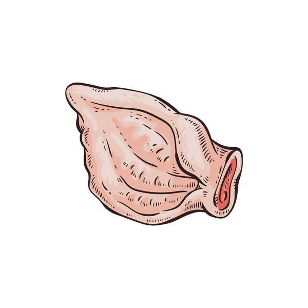 Dessin d'oreille de porc brut isolé sur fond blanc - illustration alimentaire vectorielle plate — Image vectorielle