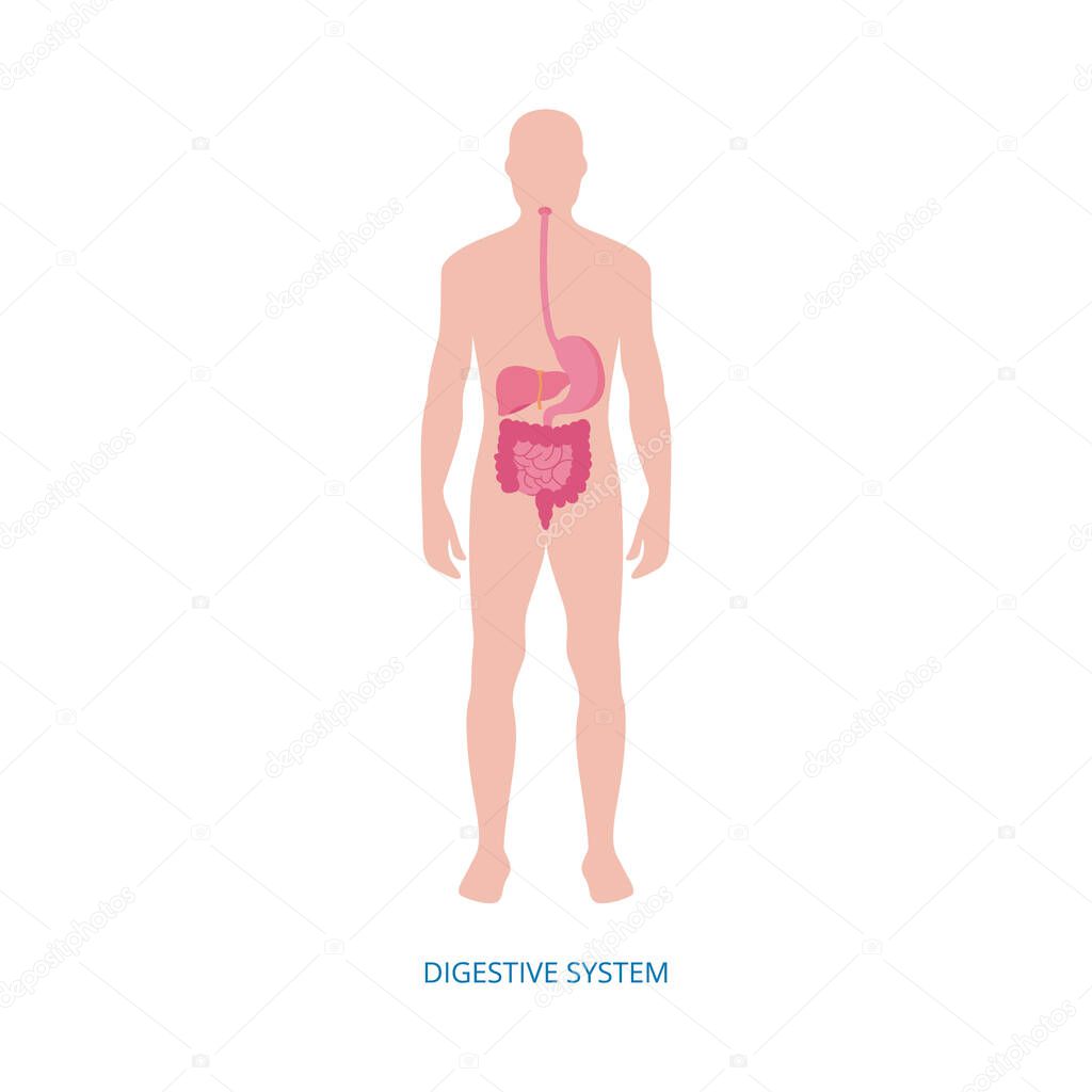 Human digestive system - medical diagram with internal organs