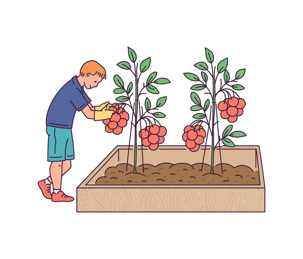 Bahçedeki çizgi film çocuğu yeşil bitkilerden domates topluyor. — Stok Vektör