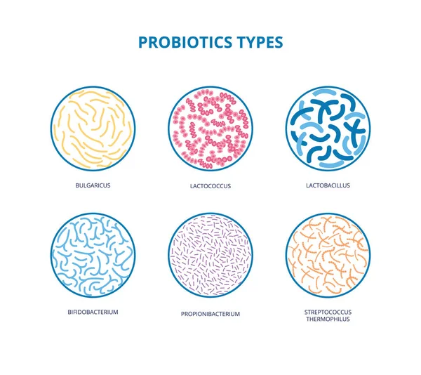 Buena flora bacteriana. Lactobacilos, bifidobacterias, Escherichia coli Infografías Vector illustration — Archivo Imágenes Vectoriales