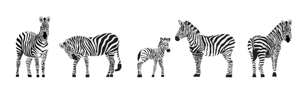 Cartoon zebra set - egzotikus vadállat álló elszigetelt fehér háttér. — Stock Vector