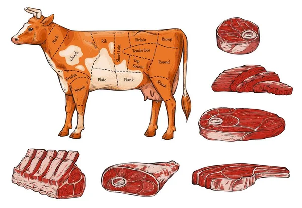 El juego de la carne de vaca y los filetes, los trozos y la vaca . — Vector de stock