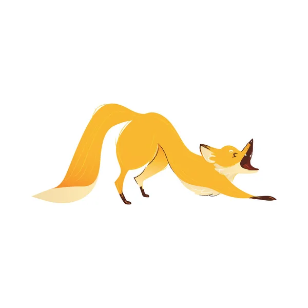 A raposa animal selvagem da floresta bate, estica e boceja . — Vetor de Stock