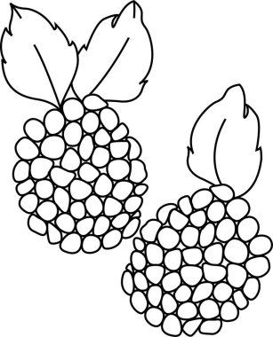 Blackberry / Zarzamora Vektörü