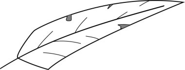 Tüy / Pluma Vektörü