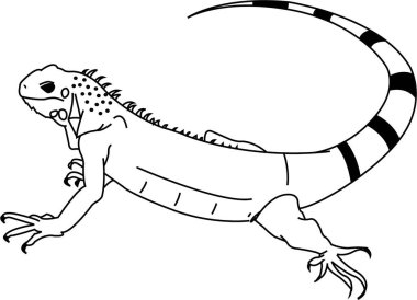 İguana vektör çizgisi. İzole edilmiş. Stres karşıtı renklendirme sayfası, dövme, poster, baskı, tişört, davetiye, kartlar, afişler, el ilanları, takvimler, vb - çizimler: