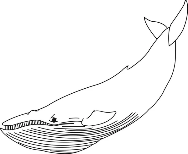 Whale Vector Outline Isolated Sketch Stress Coloring Page Tattoo Poster — 图库矢量图片
