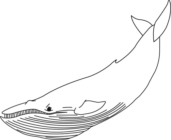 Векторний Контур Кита Ізольовані Ескіз Антистресової Розмальовки Сторінки Татуювання Плаката — стоковий вектор