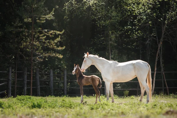 White horse and her little foal walk on the paddock — Stock Photo, Image