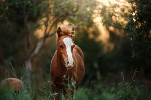 漂亮的小马驹矗立在夏天围场 — 图库照片