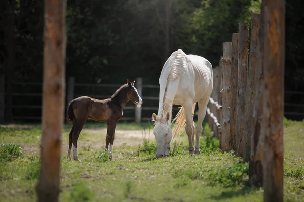 Cheval blanc et son petit poulain marchent sur le paddock — Photo