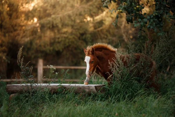 Un potro bonito se encuentra en un paddock de verano — Foto de Stock