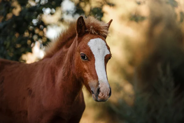 A pretty foal stands in a Summer paddock — Stock Photo, Image