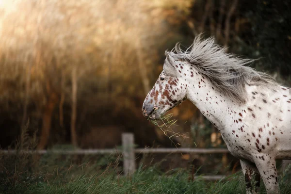 Spotted biały portret konia — Zdjęcie stockowe