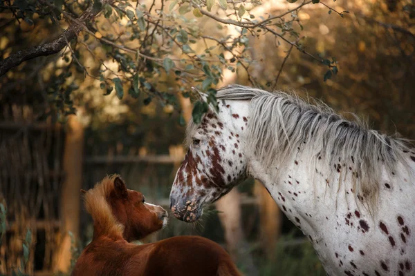 白い馬と彼女の小さな子馬夏、フィールド外でパドックに歩く — ストック写真