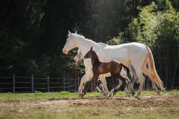 White horse and her little foal walk on the paddock — Stock Photo, Image