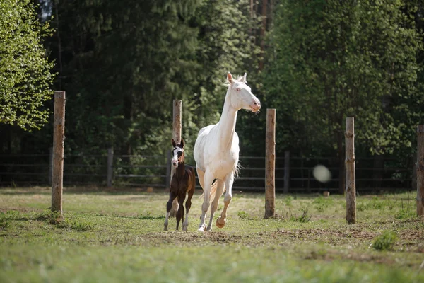 Cheval blanc et son petit poulain marchent sur le paddock — Photo