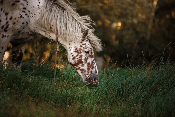 Retrato de caballo manchado blanco — Foto de Stock