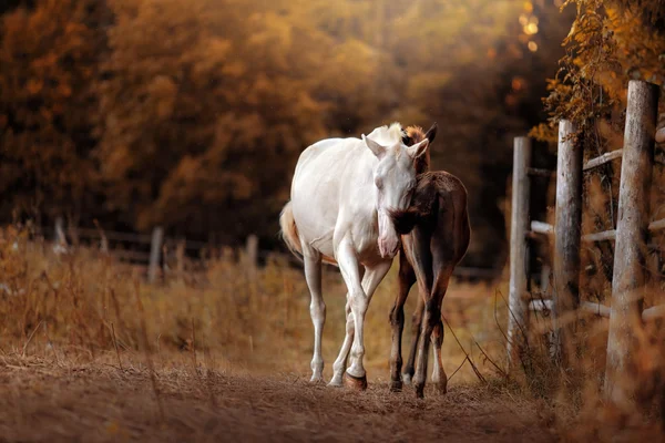 White horse and her little foal walk on the paddock in summer, in the field outdoors — Stock Photo, Image