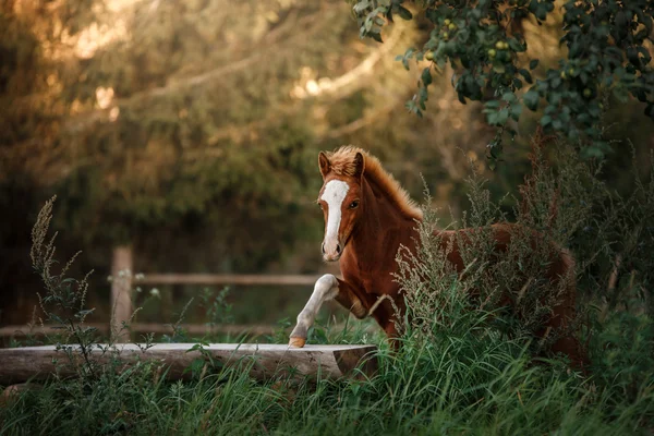 Ładny foal stoi w padoku lato — Zdjęcie stockowe