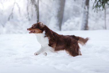 Köpek doğurmak Avustralyalı çoban, Aussie,