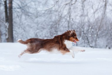 Köpek doğurmak Avustralyalı çoban, Aussie,