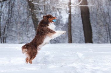 Köpek doğurmak Avustralyalı çoban, Aussie,