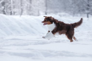 Köpek doğurmak Avustralyalı çoban, Aussie,