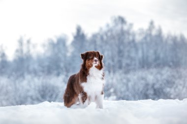 Köpek doğurmak Avustralyalı çoban, Aussie,