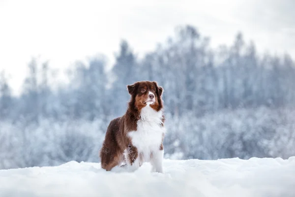 Dog breed Australian Shepherd, Aussie, — Stock Photo, Image